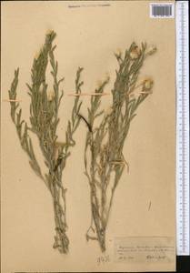 Rhaponticum repens (L.) Hidalgo, Middle Asia, Kopet Dag, Badkhyz, Small & Great Balkhan (M1) (Turkmenistan)