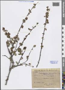 Cotoneaster, Middle Asia, Western Tian Shan & Karatau (M3) (Uzbekistan)