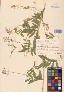 Vicia biennis L., Eastern Europe, Lower Volga region (E9) (Russia)