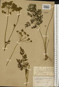 Selinum carvifolia (L.) L., Eastern Europe, Western region (E3) (Russia)