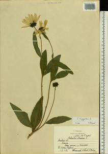 Helianthus giganteus L., Eastern Europe, Moscow region (E4a) (Russia)