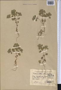 Clinopodium graveolens subsp. rotundifolium (Pers.) Govaerts, Middle Asia, Western Tian Shan & Karatau (M3) (Kazakhstan)