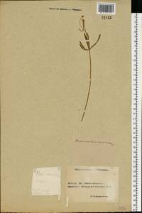 Ranunculus auricomus L., Eastern Europe, Rostov Oblast (E12a) (Russia)