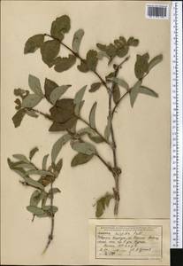 Lonicera hispida Pall. ex Roem. & Schult., Middle Asia, Northern & Central Tian Shan (M4) (Kyrgyzstan)