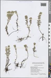 Artemisia austriaca Jacq., Eastern Europe, Central forest-and-steppe region (E6) (Russia)