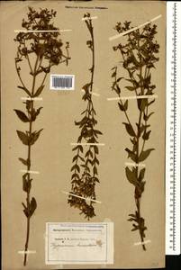 Hypericum hirsutum L., Caucasus (no precise locality) (K0) (Not classified)