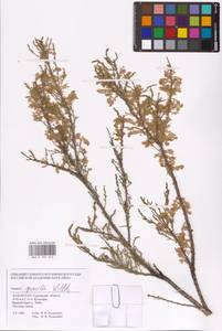 Tamarix gracilis Willd., Middle Asia, Caspian Ustyurt & Northern Aralia (M8) (Kazakhstan)