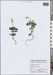 Orthilia secunda (L.) House, Siberia, Central Siberia (S3) (Russia)