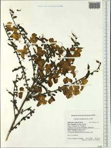 Cytisus scoparius (L.)Link, Australia & Oceania (AUSTR) (New Zealand)