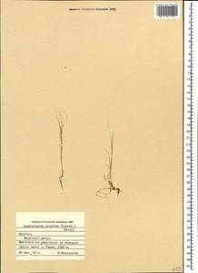 Taeniatherum caput-medusae (L.) Nevski, Caucasus, Armenia (K5) (Armenia)