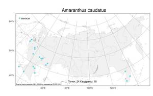 Amaranthus caudatus L., Atlas of the Russian Flora (FLORUS) (Russia)