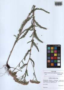 Achillea asiatica Serg., Siberia, Altai & Sayany Mountains (S2) (Russia)