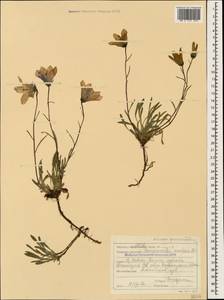 Campanula saxifraga subsp. aucheri (A.DC.) Ogan., Caucasus, Stavropol Krai, Karachay-Cherkessia & Kabardino-Balkaria (K1b) (Russia)