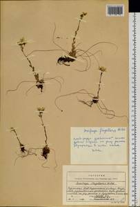 Saxifraga flagellaris, Siberia, Baikal & Transbaikal region (S4) (Russia)