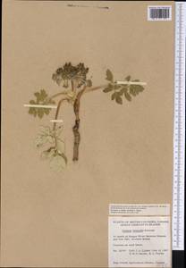 Glehnia littoralis (A. Gray) F. Schmidt ex Miq., America (AMER) (Canada)