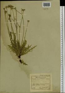 Crepis crocea (Lam.) Babc., Siberia, Baikal & Transbaikal region (S4) (Russia)