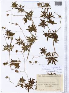 Geranium sanguineum L., Eastern Europe, North Ukrainian region (E11) (Ukraine)
