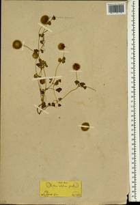 Trifolium globosum L., South Asia, South Asia (Asia outside ex-Soviet states and Mongolia) (ASIA) (Not classified)