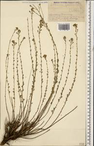Artemisia incana (L.) Druce, Caucasus, Armenia (K5) (Armenia)