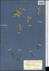 Bromus briziformis Fisch. & C.A.Mey., Caucasus, Azerbaijan (K6) (Azerbaijan)