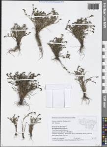 Juncus ranarius Songeon & E. P. Perrier, Eastern Europe, Central region (E4) (Russia)