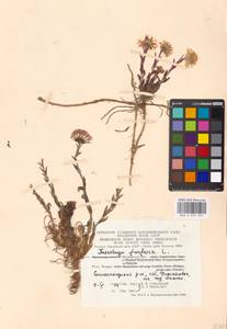 Tussilago farfara L., Eastern Europe, Moscow region (E4a) (Russia)