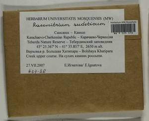 Bucklandiella sudetica (Funck) Bedn.-Ochyra & Ochyra, Bryophytes, Bryophytes - North Caucasus & Ciscaucasia (B12) (Russia)