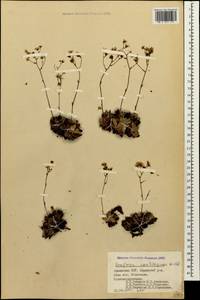 Saxifraga paniculata subsp. cartilaginea (Willd.) D. A. Webb, Caucasus, Azerbaijan (K6) (Azerbaijan)