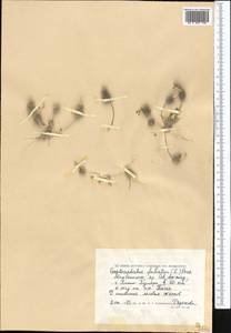 Ceratocephala falcata (L.) Cramer, Middle Asia, Caspian Ustyurt & Northern Aralia (M8) (Kazakhstan)