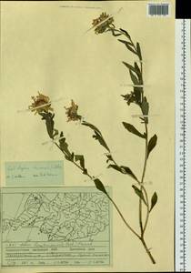 Callistephus chinensis (L.) Nees, Siberia, Russian Far East (S6) (Russia)