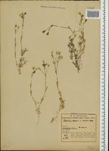 Cerastium alpinum L., Eastern Europe, Northern region (E1) (Russia)