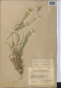 Hordeum murinum subsp. leporinum (Link) Arcang., Middle Asia, Karakum (M6) (Turkmenistan)