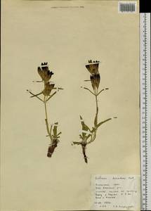 Gentiana decumbens L. fil., Siberia, Altai & Sayany Mountains (S2) (Russia)