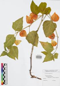 Alkekengi officinarum Moench, Eastern Europe, Central region (E4) (Russia)