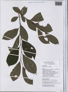 Lindera benzoin (L.) Meisn., America (AMER) (United States)