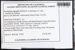 Lewinskya rupestris (Schleich. ex Schwägr.) F. Lara, Garilleti & Goffinet, Bryophytes, Bryophytes - America (BAm) (United States)