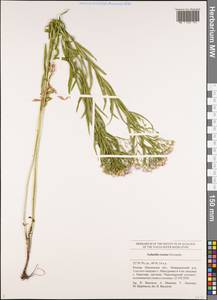 Galatella sedifolia subsp. sedifolia, Eastern Europe, Middle Volga region (E8) (Russia)