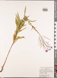 Chamaenerion angustifolium subsp. angustifolium, Eastern Europe, Central region (E4) (Russia)