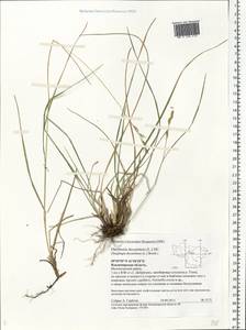 Danthonia decumbens (L.) DC., Eastern Europe, Central region (E4) (Russia)