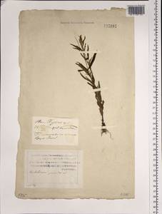 Epilobium palustre L., Siberia, Russian Far East (S6) (Russia)