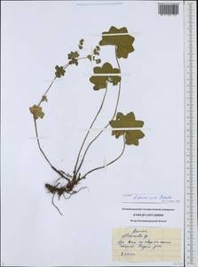 Alchemilla tichomirovii Czkalov, Eastern Europe, North-Western region (E2) (Russia)