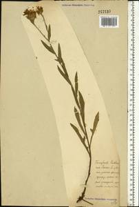 Centaurea jacea L., Eastern Europe (no precise locality) (E0) (Not classified)