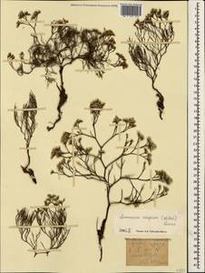 Limonium bellidifolium (Gouan) Dumort., Crimea (KRYM) (Ukraine)