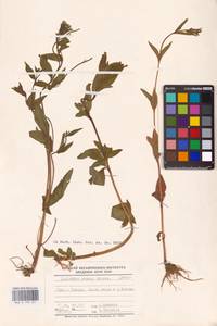 Epilobium roseum (Schreb.) Schreb., Eastern Europe, North-Western region (E2) (Russia)