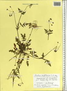 Erodium hoefftianum C. A. Meyer, Eastern Europe, Lower Volga region (E9) (Russia)