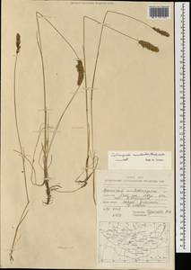 Calamagrostis macilenta (Griseb.) Litv., Mongolia (MONG) (Mongolia)