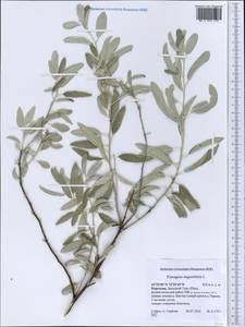 Elaeagnus angustifolia, Middle Asia, Western Tian Shan & Karatau (M3) (Kyrgyzstan)