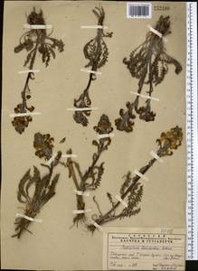 Pedicularis dolichorhiza Schrenk, Middle Asia, Pamir & Pamiro-Alai (M2)