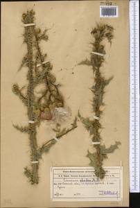 Cirsium alatum (S. G. Gmel.) Bobrov, Middle Asia, Muyunkumy, Balkhash & Betpak-Dala (M9) (Kazakhstan)