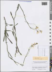 Campanula stevenii subsp. wolgensis (P.A.Smirn.) Fed., Eastern Europe, Middle Volga region (E8) (Russia)